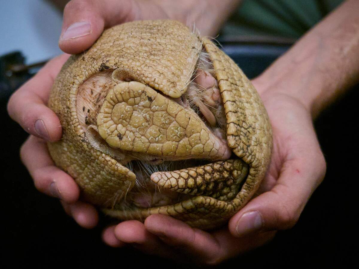 exceptional birth albino tatou france exceptional birth albino tatou france new